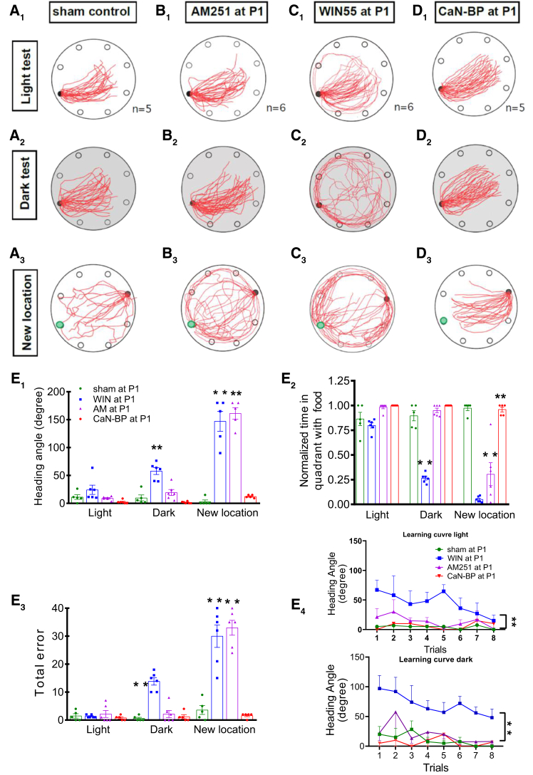Perturbation of eCB signaling in the neonatal VN leads to long-lasting deficits in vestibular-dependent navigation(A) Excursion paths of adult rats pretreated at P1 with sham implantation, AM251, WIN55, or CaN-BP in the light, dark and new location test for spatial reckoning. Red lines represent the trajectories of homeward paths (light/dark test: 8 trails/rat are superimposed; new location: 4 trails/rat are superimposed). Filled black circle on the edge of each round table surface represents the location of the home base; green circles in bottom panels represent the location of the old home base. Histograms showing the average heading angle (B), time spent in the quadrant containing food (C), errors made in locating the homebase (D), and training time required for rats pretreated with AM251 (n = 6 rats), WIN55 (n = 6 rats), CaN-BP (n = 5 rats), or sham operated (n = 5 rats) at P1 or P12 (E). Means ± SEM are shown. ∗p < 0.05, ∗∗p < 0.01. two-way ANOVA for comparison of behavioral test performance in (B–E).