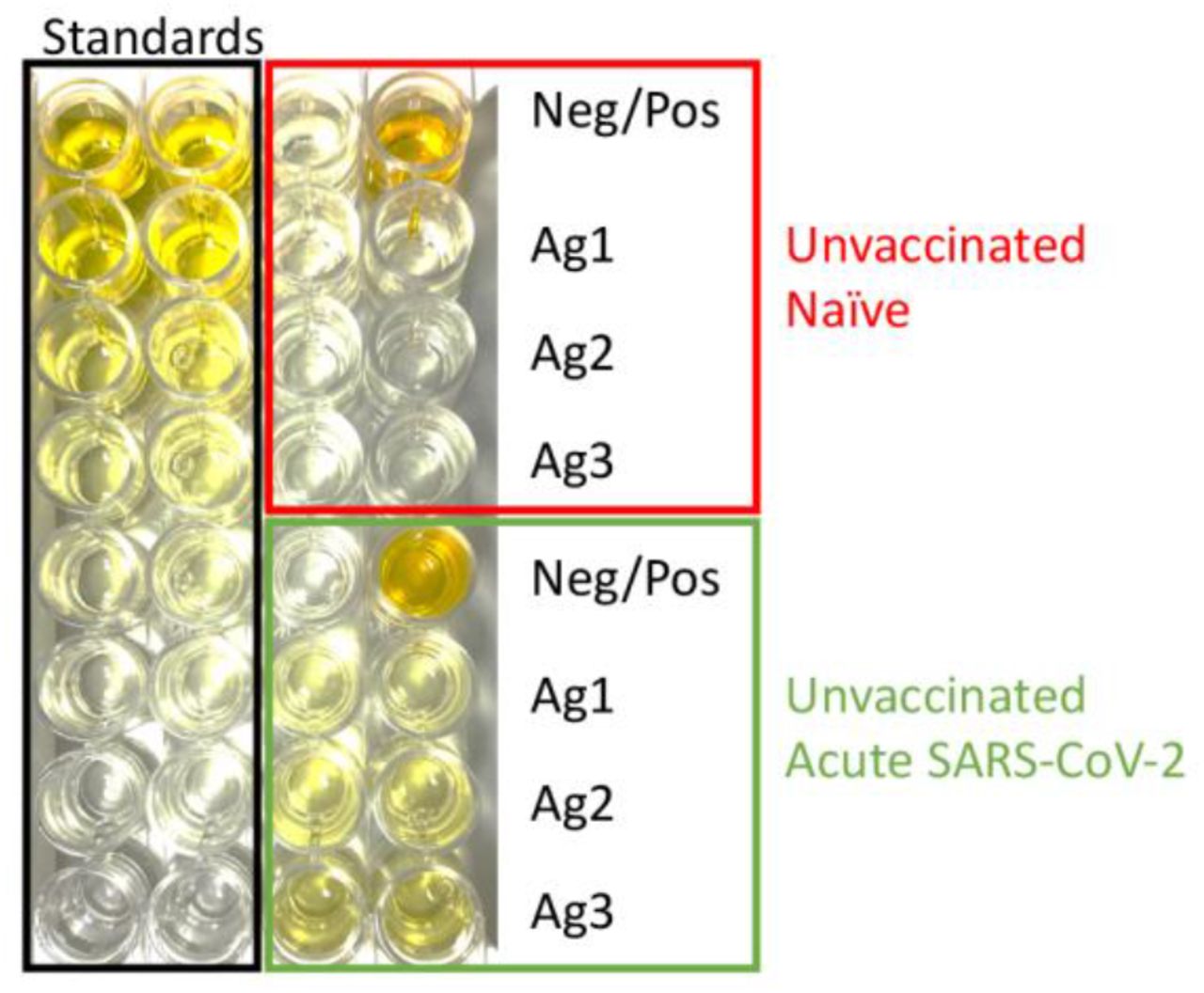 Visual representation of the QuantiFERON IFN-γ ELISA plate.Standards are depicted in duplicate in the first two columns (black box). Wells from a sample of an unvaccinated, naïve participant are depicted (red box) with a negative control (top left), positive control (top right) and the experimental wells of Ag1, Ag2 and Ag3 in duplicate. Wells from a sample of an unvaccinated, acute infection participant are depicted (green box) are similarly presented.