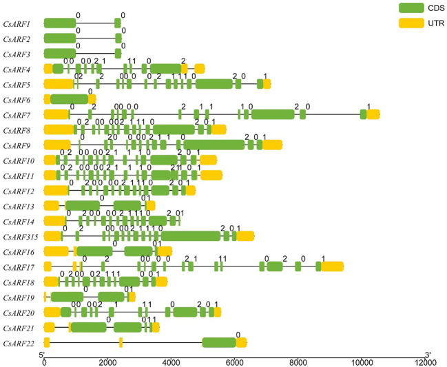 Gene structure analysis of cannabis CsARF. The exon, untranslated region (UTR), and intron are represented by yellow and green rectangles and a black line, respectively.