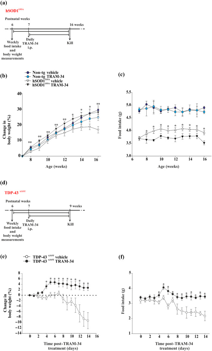 KCa3.1 inhibition increases body weight and food intake in two different ALS mouse models. (a) Experimental scheme. (b) Change in weekly body weight in non‐tg or hSOD1G93A mice (16 weeks) treated with vehicle or TRAM‐34 (non‐tg vehicle/TRAM‐34, n = 12; hSOD1G93A vehicle, n = 16; and hSOD1G93A TRAM‐34, n = 18 mice). Data are the mean ± SEM. * P < 0.05 and * P < 0.05 hSOD1G93A TRAM‐34 versus hSOD1G93A vehicle, one‐way ANOVA; 16 weeks hSOD1G93A TRAM‐34 versus hSOD1G93A vehicle, two‐way ANOVA. (c) Change in weekly food intake in non‐tg or hSOD1G93A mice (16 weeks) treated with vehicle or TRAM‐34 (non‐tg vehicle/TRAM‐34, n = 6; hSOD1G93A vehicle/TRAM‐34, n = 10). Data are the mean ± SEM. * P < 0.05 hSOD1G93A TRAM‐34 versus hSOD1G93A vehicle, one‐way ANOVA. (d) Experimental scheme. (e) Change in weekly body weight in TDP‐43A315T treated with vehicle or TRAM‐34 (TRAM‐34, n = 5; vehicle, n = 5). Data are the mean ± SEM. * P < 0.05 versus vehicle Student's t‐test. (f) Change in weekly food intake in TDP‐43A315T treated with vehicle or TRAM‐34 (TRAM‐34, n = 5; vehicle, n = 5). Data are the mean ± SEM. * P < 0.05 versus vehicle Student's t‐test