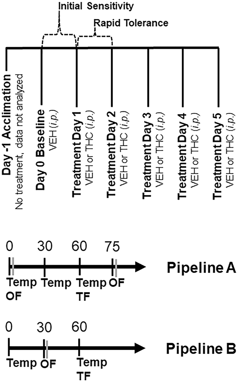 Overview of Experimental Pipelines. An overview of treatments and test days can be found in the top panel. Testing occurred over 7 days. On the first day, mice were acclimated to the testing paradigm for testing pipelines A and B. Animals were not treated and data collected on this day were not analyzed. Baseline data were collected on day 0 and all mice received a VEH injection (100 μL per 30 g body weight, i.p.). On days 1 through 5, mice received either VEH or THC (10 mg/kg, i.p.) treatment depending on their random assignment to either condition. At the indicated time post-injection of VEH or THC, and on each day, mice were tested for the effect of treatment on hypothermia (body temperature or Temp), ataxia (spontaneous motor activity over 10 min in the open field or OF), and analgesia/antinociception (tail withdrawal latency to a thermal stimulus or TF). VEH, vehicle; THC, Δ9–tetrahydrocannabinol.
