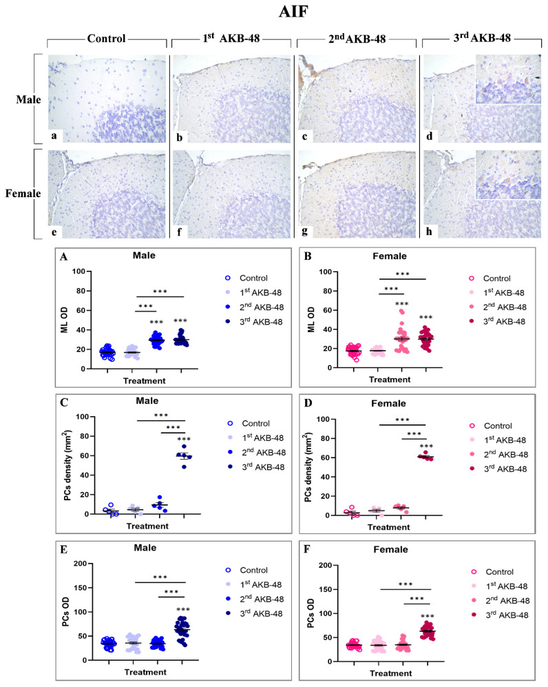 Immunohistochemical staining for AIF in the cerebellar cortex of male and female mice, either untreated (control) or treated with increasing doses of AKB-48. Control (a,e), 1st AKB-48 dose (b,f), 2nd AKB-48 dose (c,g), and 3rd AKB-48 dose (d,h). Images (a–h), 40×; insets, 100×. The histograms show the analysis of immunopositive ML OD in male and female mice (Panels (A) and (B), respectively), immunolabeled PC density (mm2) (Panels (C) and (D) for males and females, respectively), and immunopositive PC OD in both male and female groups (Panels (E) and (F), respectively). *** p < 0.001. n = 5/group.