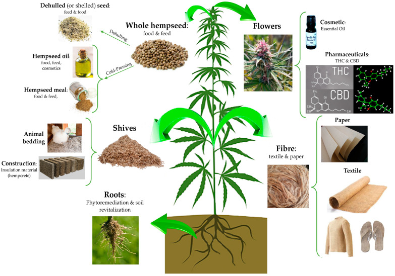 The manifold applications of hemp plant: virtually, each part of this plant can be used in a specific industrial field. The seeds can be used in the food, feed, and cosmetical field as whole or dehulled, or it may be subjected to a cold press process to obtain an oil used in the food and cosmetic industries. From the stem, it is possible to obtain both shives and fibre, useful for animal, building, paper and textile applications. The hemp root system is highly developed in comparison to other herbaceous plants, and this feature is suitable for the phytoremediation of soil from heavy metals. Hemp flowers can be used for ornamental purposes or to obtain products of cosmetic and pharmaceutical interest, such as essential oils composed by delta-9-tetrahydrocannabinol (THC) and cannabidiol (CBD) pure extracts.