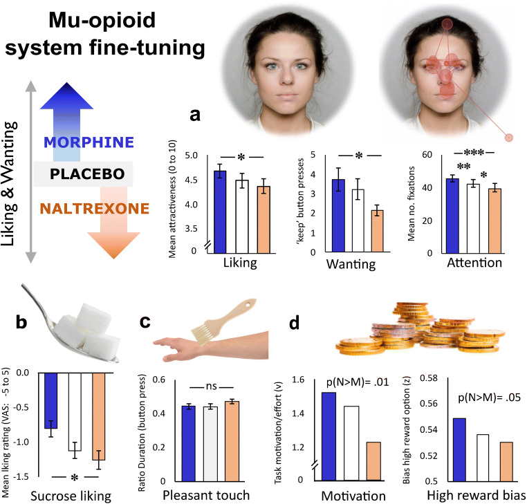Overview of behavioural results from our lab’s investigation into the role of endogenous mu-opioid signalling for reward liking and wanting in healthy young men. We reasoned that behaviours increased by 10 mg per-oral morphine and decreased by 50 mg of the non-specific opioid antagonist naltrexone, would be behaviours likely to be promoted by endogenous mu-opioid signalling in the healthy human brain. In this repeated-measures pharmacological administration study, the expected pattern of results was found for most reward domains, with the exception of gentle caress-like touch. Notably, these bidirectional drug effects are unlikely to result from mood and/or side effects of the drugs; after the three sessions, participants remained fully blinded to the drug order (chance level guesses). a Faces: liking ratings most attractive opposite-sex faces; effort exerted to see most attractive faces [21]; visual exploration and attention (fixations) to others’ eyes as measured with eye-tracking [22]. Gaze pattern illustrates a single trial. b Sweet liking ratings of high sucrose drinks [37]. c Ratio of time spent on most comfortable brush speed [70]. d Monetary reward: parameters indicating response bias for a high reward stimulus (shift in decision starting point, z) and total effort exerted (motivation; drift rate, v) from a Bayesian drift diffusion model [35]. * denotes p < 0.05, ** < .01,*** p<0.001, where frequentist statistics were used (a–c). P(M>N) denotes the posterior probability of the contrast - that the decision parameter estimate of naltrexone is greater than morphine (N>M)