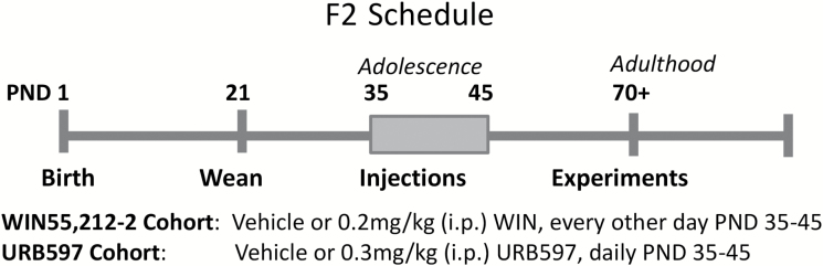Experimental timeline. Adolescent F2 methylazoxymethanol acetate (MAM) or saline rats were injected with vehicle, WIN55,212-2 (0.2 mg/kg, i.p. every other day) or URB597 (0.3 mg/kg, i.p. daily) from postnatal day (PND) 35 to 45 and tested in adulthood (PND 70+). Behavioral experiments were run at least 7 days before dopamine recordings.