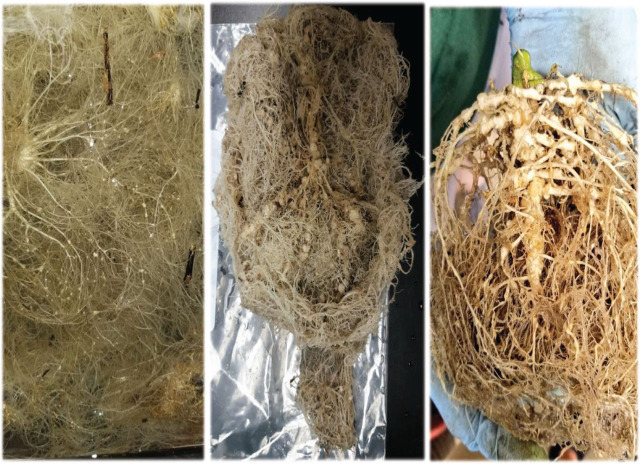 Root galls caused by RKN (M. javanica and M. incognita mixed population) on hemp roots (cv. Carmagnola Selezionata, left) compared to cucumber roots (cv. Dasher II, middle) (Trial 1) and cv. Cherry Blossom × T1 (right; Trial 2) (Photos J. Coburn).