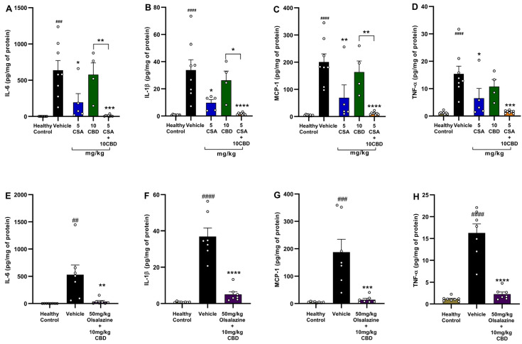 Combination therapy with CBD and CSA or olsalazine abolishes colonic pro-inflammatory cytokine expression in acute colitis. (A–D) CSA study: colonic concentrations of (A) IL-6, (B) IL-1β, (C) MCP-1, and (D) TNF-α (pg/mg protein) in healthy control, colitis vehicle, 5 mg/kg CSA, 10 mg/kg CBD, and 5 mg/kg CSA + 10 mg/kg CBD groups. (E–H) Olsalazine study: colonic concentrations of (E) IL-6, (F) IL-1β, (G) MCP-1, and (H) TNF-α in healthy control, colitis vehicle, 50 mg/kg olsalazine, 10 mg/kg CBD, and 50 mg/kg olsalazine + 10 mg/kg CBD groups. Data are expressed as mean ± SEM. Statistical significance: ## p < 0.01, ### p < 0.001, #### p < 0.0001 vs. healthy control; * p < 0.05, ** p < 0.01, *** p < 0.001, **** p < 0.0001 vs. vehicle.