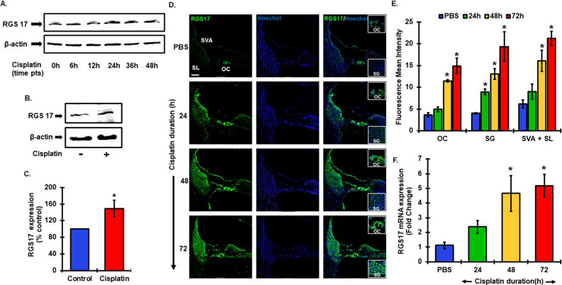 Cisplatin administration increased RGS17 expression and protein levels in both in vitro and in vivo models. (A) UB/OC1 cells were treated with cisplatin (20 μM) for 6, 12, 24, 36 and 48 h. Cell lysates were prepared for western blot analysis which showed increase in RGS17 expression post cisplatin treatment. (B) Western blotting result showed increased protein level expression of RGS17 after 24 h of cisplatin (20 μM) treatment. (C) Graphical representation of western blot analysis from (B) showing RGS17 expression significantly increased after 24 h of cisplatin treatment. Data represents mean ± SEM, *p < 0.05, N = 4, independent t-test. (D) Male Wistar rats were treated with cisplatin (11 mg/kg, i.p) or sterile PBS (1 ml, i.p) for 24 h, 48 h and 72 h. Cochleae from treated animals were fixed with 4% PFA and processed for mid-modiolar sections. Cochlear sections were immunolabeled with RGS17 (green) and Hoechst (blue). Cisplatin treated animals showed notably higher level of fluorescence indicating increased the levels of RGS17 as compared to PBS treated animals at 24, 48 and 72 h post treatment. (E) Bar graph representing the mean fluorescence intensity of RGS17 immunostaining (refer (D)) in different region of the cochlea: OC, SG and lateral wall (SL + SVA). Data represents mean ± SEM, *p < 0.05, N = 4, two-way anova. (F) Cochleae were also collected for RNA extraction for RT-qPCR analysis. Cisplatin treatment increased RGS17 l expression at all time points tested and it was significantly elevated at 48 h and 72 h. Data indicate mean fold change in the mRNA levels ± SEM, N ≥ 3, *p < 0.01 vs. PBS, one-way ANOVA.