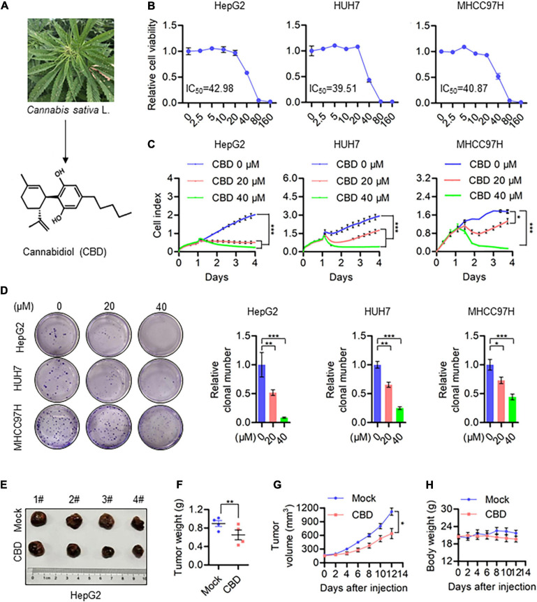 CBD inhibits HCC cell growth in vivo and in vitro. (A) Chemical structural formula of CBD. (B) These HCC cell lines HepG2, HUH7, and MHCC97H were treated with a gradient concentration of CBD for 24 h. Relative cell viability was analyzed by CCK-8 assay. (C) Cell proliferation of CBD treated HepG2, HUH7, and MHCC97H cells was determined by RTCA (Real Time CelI AnaIysis) according to the manufacturer’s instructions. (D) Representative images of colony formation assay were measured after HepG2, HUH7, and MHCC97H colony initiation being treated to different concentration of CBD for 2 days. The graphs represent the mean ± SD. (E) Representative dissected tumors of physiological mock group and CBD group derived from HepG2 cells were shown after the mice were sacrificed. (F) Changes in tumor weight of mice treated with castor oil or CBD. Data are presented as mean ± SEM (n = 4). (G) Tumor volume in each mouse was monitored every 2 days. Data are presented as mean ± SEM (n = 4). (H) Body weight measurements of mice treated with castor oil and CBD. Data are presented as mean ± SEM (n = 4). The meaning of ‘*‘ is statistically significant. *p < 0.05, **p < 0.01, ***p < 0.001.