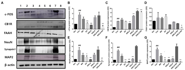 Protein expression in rats with paclitaxel-induced allodynia according to type of acupuncture treatment. The protein expression of c-Fos, CB1R, FAAH, NeuN, synapsin I, and MAP2 is shown (A). The EA, 650 LA, and 830 LA + EA groups had significantly decreased c-Fos protein levels compared to the Con group (p < 0.01, B). There was a significant decrease in CB1R protein expression in the 650LA group and a significant increase in CB1R protein expression in the 830LA, 650LA + EA, and 830LA + EA groups compared to the Con group (p < 0.01, C). FAAH protein levels were significantly lower in the 830LA + EA group than in the Con group (p < 0.05, D). The EA, 650LA, and 830LA + EA groups had significantly lower NeuN protein levels than the Con group (p < 0.05, p < 0.01, and p < 0.01, respectively, E). The MA, EA, 650LA, 830LA, and 830LA + EA groups had significantly lower synapsin I protein levels than the Con group (p < 0.01, F). The MA, EA, 650LA, 830LA, and 830LA + EA groups had significantly lower MAP2 protein levels than the Con group (p < 0.01, G). Only the 650 LA + EA group showed a tendency to increase NeuN, synapsin I, and MAP2 compared to the control group, although the difference was not significant. 1, Nor; 2, Con; 3, MA; 4, EA; 5, 650LA; 6, 830LA; 7, 650LA + EA; 8, 830LA + EA. ##p < 0.01 compared to the normal group; *p < 0.05, compared to the control group; **p < 0.01, compared to the control group. MA, manual acupuncture; EA, electroacupuncture; LA, laser acupuncture; Nor, normal; Con, control.
