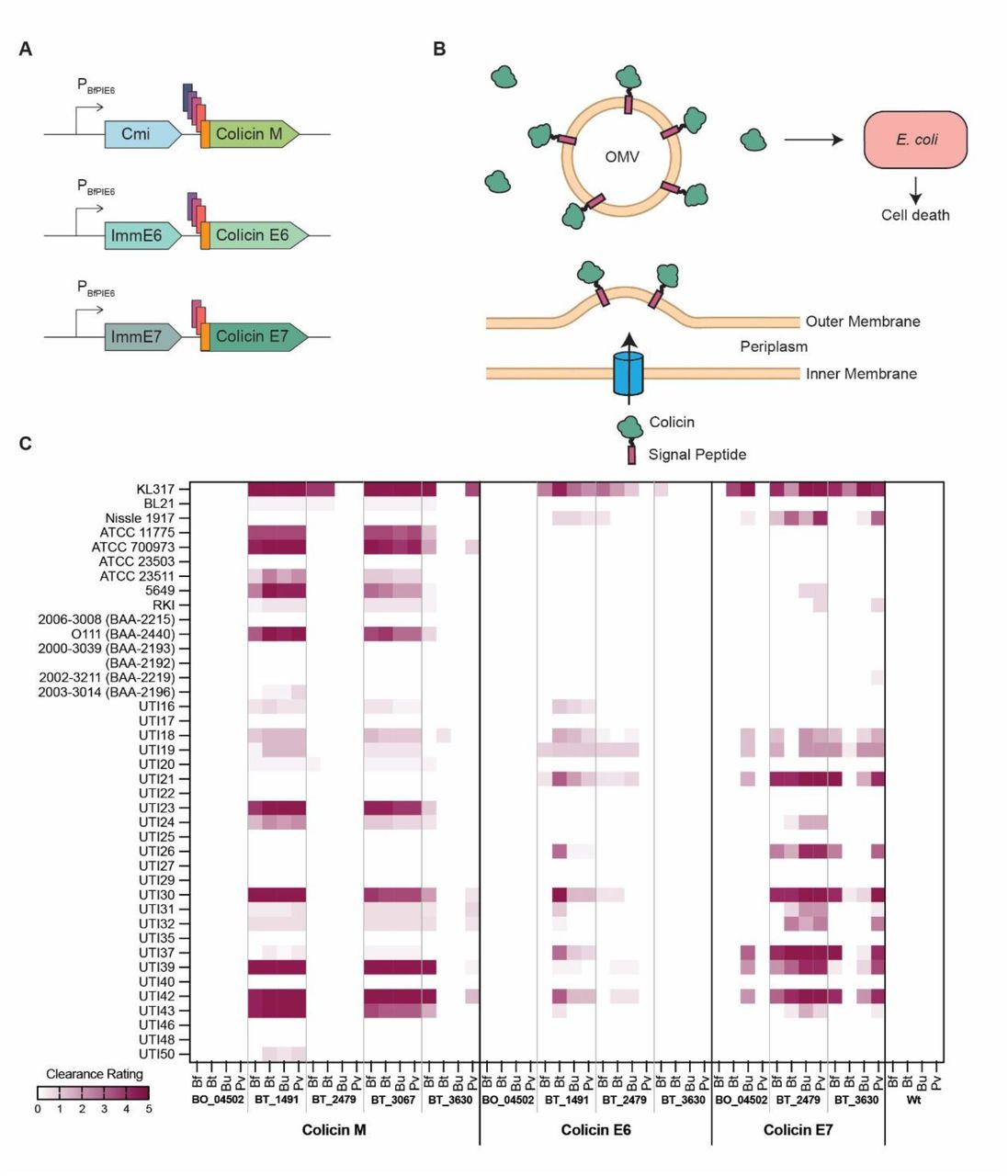 UPEC isolates are susceptible to colicins secreted by engineered Bacteroidaceae.(A) Operon design for colicin secretion system. Colicins were fused to 3-5 signal peptides and placed under constitutive promoter PBfP1E6 following the appropriate immunity protein. Immunity protein-colicin pairs were (top) colicin M immunity protein (Cmi) and colicin M, (middle) E6 immunity protein (ImmE6) and colicin E6, and (bottom) E7 immunity protein (ImmE7) and colicin E7. Operons were placed in plasmid pNBU1 for integration into B. fragilis (Bf), B. thetaiotaomicron (Bt), B. uniformis (Bu), and P. vulgatus (Pv). (B) Illustrative diagram of secretion of colicins via outer membrane vesicles (OMVs) from engineered Bacteroidaceae strains resulting in colicins attached to OMVs and free in solution, resulting in cell death of E. coli. (C) Heatmap of the susceptibility of 40 E. coli strains to secreted colicins from colicin-producing Bacteroidaceae strains, as determined by soft agar overlay assays. Clearance rating was based on appearance for each spot as follows, with darker shading corresponding to increased clearance: no visible clearance (0), lightened area (1), hazy area (2), clearance smaller than original Bacteroidaceae spot (3), clearance equal to original spot (4), and clearance larger than original spot (5). Values represent mean of three replicates.