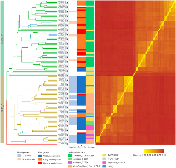 Sequence similarity analysis of a set of CBD sequences from either SH3_5 or SH3b_T family. Branches of the UPGMA tree (left) based on the distance matrix (right) obtained from the MSA of the sequences are colored according to the CBD family, except those belonging to the endolysins of interest described in Fig. 1, which are shown in a different color (IPLA5_CBD1 and IPLA5_CBD2 in dark blue, LysC1C in cyan, LysRODI in magenta). Tip labels are unique identifiers of each CBD comprising the UniProt accession number of the source protein plus the starting coordinate of the CBD delineation. Metadata associated to each CBD sequence is shown in the colored columns next to the tree