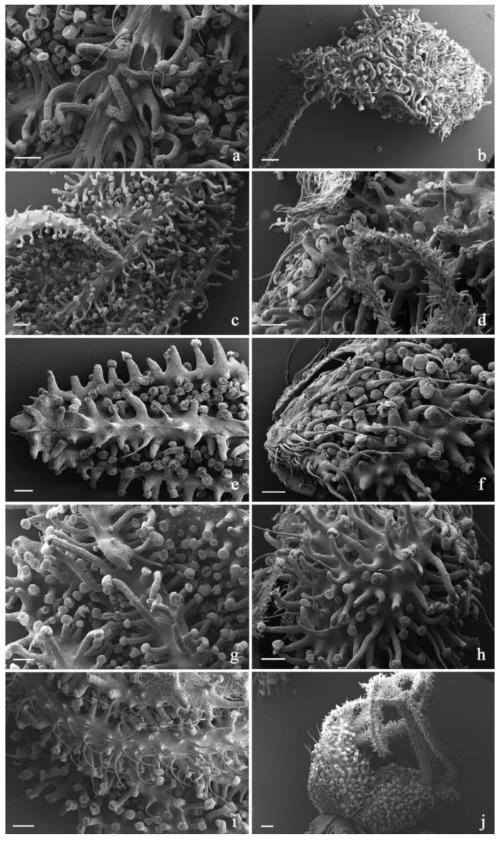 SEM micrographs showing the trichome distribution pattern on bracts and bracteoles of the investigated C. sativa varieties. (a,b) 24 K hemp variety: abaxial surfaces of bract (a) and bracteole (b); (c,d) Gorilla Glue hemp variety: abaxial surfaces of bract (c) and bracteole (d); (e,f) Lemon Conti Kush hemp variety: abaxial surfaces of bract (e) and bracteole (f); (g,h) Fresh Mountain hemp variety: abaxial surfaces of bract (g) and bracteole (h); (i,j) Amnesia Cookies hemp variety: abaxial surfaces of bract (i) and bracteole (j). Scale bars = 200 µm (a,c–i); 250 µm (b,j).