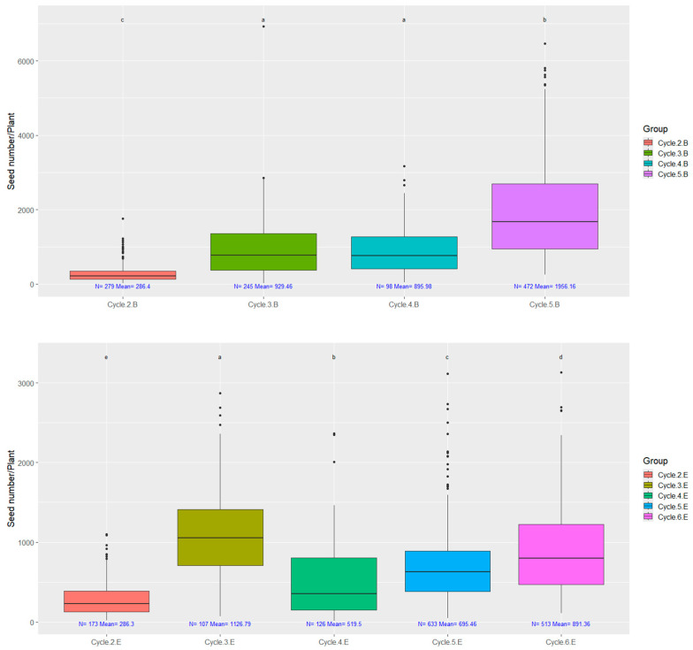 The number of seeds from individual plants in case of both selections. Data ranges counted from rapid generation cycling of early ‘B’ strain cycle-2; cycle-3; cycle-4; cycle-5 and medium-late ‘E’ cycle-2; cycle-3; cycle-4; cycle-5; cycle-6. On top of each boxplot, groups labeled with the same letter do not significantly differ, as determined by both ANOVA followed by Tukey’s HSD and Welch’s ANOVA followed by the Games–Howell post hoc test (p = 0.05).