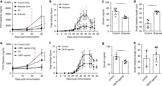 Targeting intestinal barrier dysfunction before arthritis onset attenuates development of arthritis.a, b Time course of a intestinal barrier permeability (n = 5) and b total arthritis scores in collagen-induced arthritis (CIA) or nontreated healthy (NT) mice with or without butyrate treatment (n = 5). c, d Effect of butyrate treatment of mice induced for CIA on their c serum zonulin levels (n = 5) and d intestinal length measurements (n = 5). e, f Time course of e intestinal barrier permeability (n = 5) and f total arthritis scores in CIA or nontreated healthy mice with or without CB1R treatment (n = 5). g, h Effect of CB1R agonist treatment of mice induced for CIA on g serum zonulin levels (n = 5) and h intestine length (n = 5). Data are derived from two (e–h) or four (a–d) independent experiments and expressed as the mean ± s.d. Statistical difference was determined by Students’ t test, two-tailed (c, d, g) or two-way ANOVA (a, b, e, f). *p < 0.05; **p < 0.01; ***p < 0.001. Dashed red line: time point of clinical disease onset. Source data are provided as a Source Data file.