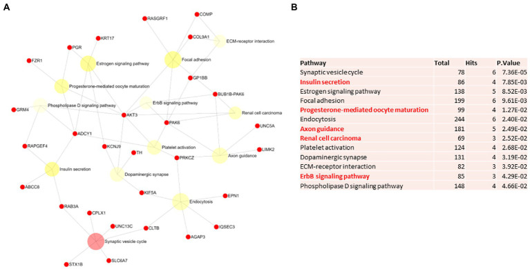 Pathway analysis of switch genes from asymptomatic females with Alzheimer’s disease (F-asymAD). (A) Biological and functional analysis of switch genes from F-asymAD compared to controls was performed in NetworkAnalyst. Switch genes are depicted in red. (B) The pathways are ranked according to the number of hits and lowest value of p. Pathways are derived from the KEGG database. The unique pathways are shown in red.