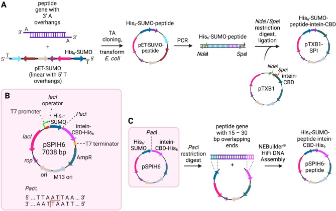 Comparison of previously reported SPI fusion protein cloning protocol with the new protocol outlined in this work. (A) Previously reported cloning protocol to construct a SPI fusion protein from pET-SUMO and pTXB1 vectors (Lamer et al., 2022a). The desired peptide gene is amplified with PCR and inserted into the linearized pET-SUMO vector with TA cloning. The His6-SUMO-peptide gene is then amplified with PCR, and flanking 5’ NdeI and 3’ SapI restriction sites are inserted with appropriate DNA primer design. The PCR product and pTXB1 plasmid are both doubly digested with NdeI and SapI, and then ligated together to construct the pTXB1-SPI plasmid with the target peptide gene inserted seamlessly between His6-SUMO and intein-CBD genes. (B) Vector map for pSPIH6, based on the pTXB1 backbone. The His6-SUMO and intein-CBD-His6 genes are separated by a PacI restriction site to allow insertion of a target peptide gene. An ampicillin resistance gene acts as a selective marker. Expression of a SPI fusion protein is under the control of a T7 promoter, and can be induced with the addition of IPTG to the culture media. (C) Simplified cloning protocol used in this work to construct a SPI fusion protein from pSPIH6. The plasmid is first digested with PacI. The target peptide gene is amplified with PCR, and DNA primers are designed to create 15–30 bp overlaps on the 5’ and 3’ ends of the target gene sequence. These 5’ and 3’ overlapping regions are identical to the 3’ end of the His6-SUMO gene and the 5’ end of the intein-CBD-His6 genes, respectively, to allow for NEBuilder® HiFi DNA Assembly with the linearized pSPIH6 vector. The bases of the PacI restriction site are removed with 5’ and 3’ exonuclease activity of the DNA Polymerase included in the NEBuilder® kit to create a seamless SPI gene in the newly constructed pSPIH6-peptide plasmid