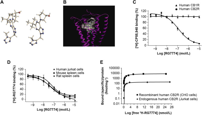 Molecular structure of (A) RG7774 determined by X-ray crystal structure analysis and (B) RG7774 docked into the X-ray crystal structure of cannabinoid 2 receptor (CB2R) (PDB: 6KPF). (C) RG7774 binding affinity for recombinant human CB2R versus cannabinoid 1 receptor (CB1R) expressed in Chinese hamster ovary (CHO) cells labeled with the CB1R/CB2R-selective agonist, [3H]-CP55940. (D) RG7774 binding affinity for endogenous CB2R expressed in human, mouse and rat cell lines labeled with the CB1R/CB2R-selective agonist, [3H]-RO6753361; (E). RG7774 maximal binding affinity (Bmax) in cells expressing recombinant or endogenous human CB2R. In (A), thermal ellipsoids (drawn at the 50% probability level) for non-hydrogen atoms (heteroatoms N, O, are colored in blue, red, respectively). Two molecules are contained in the asymmetric unit. The absolute configuration of the tertiary carbon atom was determined as (S). In (B), dashed lines indicate favorable interactions between RG7774 and CB2R, and cyan sticks indicate the single ‘‘toggle switch,’’ Trp6.48 (W258) and Phe3.36 (F117).
