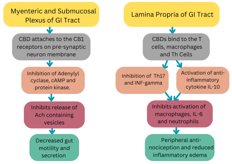 Flowchart of Cannabis Interaction With CB1 and CB2 Receptors.GI: Gastrointestinal tract; CBD: Cannabidiol; cAMP: Cyclic adenosine monophosphate; Ach: Acetylcholine; INF-gamma: Interferon gamma; IL-10: Interleukin 10; IL-6: Interleukin 6The figure was created by the authors.