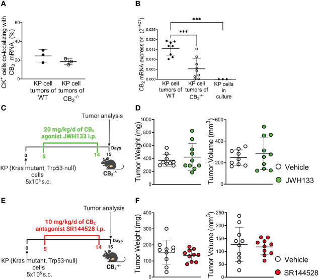 Tumor reduction exclusively relies on deletion of CB2 in TME host cells. (A) The graph depicts the percentage of CB2 mRNA positive cells co-localizing with cytokeratin-stained (CK+) tumor cells in mouse KP cell tumors, as evaluated by ISH-IF. Data indicate mean values ± SD. n=3/group (sections from three different tumors, 75-150 cells counted per section). (B) Relative CB2 mRNA expression as measured by qPCR in lysates from KP cell tumors from WT and CB2 -/- mice, as well as KP cells in culture. Data indicate mean values ± SD. n≥8/group; n=3 (consecutive passages of KP cells). (C–F) Experimental design: CB2 -/- mice were subcutaneously (s.c.) injected with 5x105 KP (Kras mutant, Trp53-null) lung adenocarcinoma cells on day 0. For ten days, CB2 -/- mice were treated intraperitoneally (i.p.) with either (C) 20 mg/kg/d of CB2 agonist JWH133 or (E) 10mg/kg/d of CB2 antagonist SR144528 (or vehicle). Tumor weight and volume were measured at the end of the experiment ex vivo on day 15. One representative experiment is shown. Data indicate mean values ± SD. n≥9. Statistical differences were evaluated by using unpaired student`s t-test (A, D, F) or one-way ANOVA with Tukey’s multiple comparison test (B). ***p<.001. TME, tumor microenvironment; ISH/IF, in situ hybridization and immunofluorescence; WT, wild type.