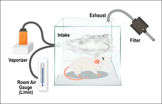 Schematic representation of the cannabidiol vapor delivery system. Vapor was generated using an apparatus adapted from electronic cigarette technology and introduced into a transparent acrylic inhalation chamber. Each exposure session lasted 5 min/day, and control animals received saline vapor under identical conditions.