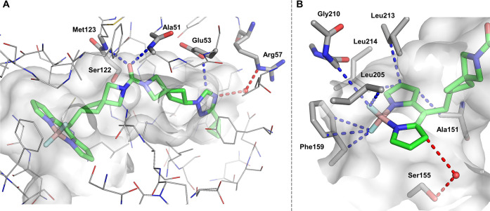 Co-crystal structure of miniaturized fluorescent probe 5 in complex with hMAGL (PDB: 8RVF, resolution = 1.43 Å). (A) Binding mode of compound 5 in hMAGL with water-mediated and direct protein–ligand hydrogen bond interactions indicated by dashed lines (blue for direct binding, red for water-mediated interactions). Key residues for hydrogen bonding, including the oxyanion hole (Ala51, Met123) and catalytic Ser122, are highlighted in stick representation. Additional water molecules have been removed for clarity of view. (B) Close-up view of the boron-dipyrromethene (BODIPY) environment buried in the hMAGL-binding site with indicated key interactions. Short nonbonded contacts (d ≤ 4.0 Å), either in direct contact with MAGL residues (blue) or mediated by water (red), are shown by dashed lines.