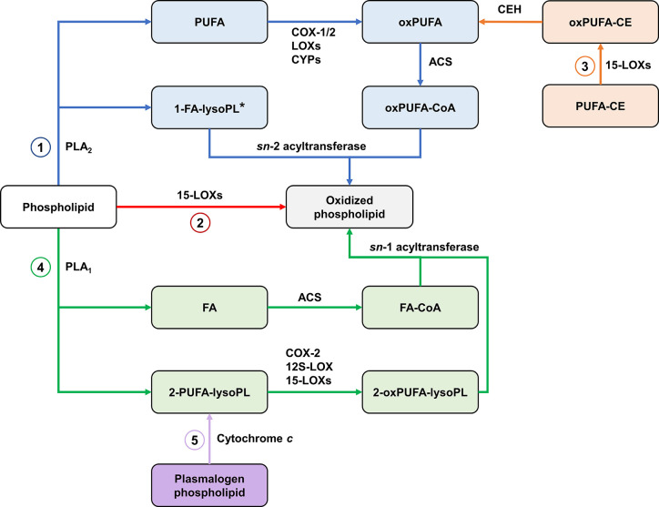 Biosynthetic pathways of oxidized phospholipids. (1) The classical pathway involves the action of PLA2 on membrane phospholipids, releasing sn-2 PUFA which are oxygenated by cyclooxygenases (COXs), lipoxygenases (LOXs), and cytochrome P450s (CYPs) then re-esterified. *Oxygenated PUFA can be also be esterified with plasmalogen lysophospholipids (2) Direct oxygenation of membrane phospholipids by 15-LOXs. (3) 15-LOX-mediated oxygenation of PUFA in cholesteryl esters followed by hydrolysis of oxygenated PUFA provides substrates for the classical pathway. (4) An alternative pathway involves the action of PLA1, forming 2-PUFA-lysophospholipids which are oxygenated by COX-2, 12S-LOX, and 15-LOXs then re-esterified with FA. (5) Cytochrome c releases 2-PUFA-lysophospholipids by cleaving the vinyl ether bond in plasmalogen phospholipids, providing substrates for the alternative pathway. PLA, Phospholipase A; oxPUFA, oxygenated PUFA; ACS, acyl-CoA synthase; CE, cholesteryl ester; CEH, neutral cholesterol ester hydrolase; FA, fatty acid/acyl; lysoPL, lysophospholipid.