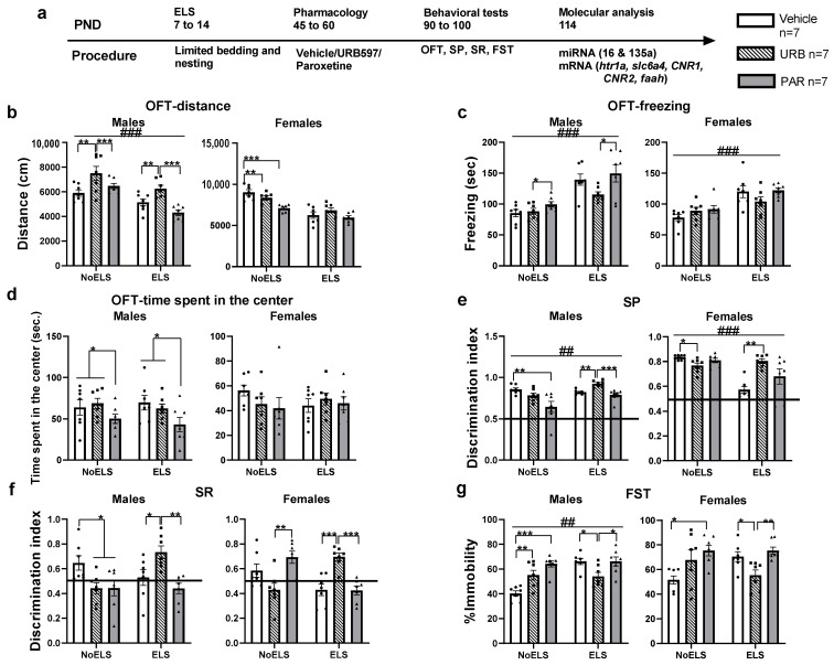 The effects of ELS and chronic late-adolescence treatment with URB or PAR on depressive-like behavior in adult males and females. (a) Male and female rats were exposed to early life stress (ELS; P7-14). Vehicle, URB597 (URB) or paroxetine (PAR) were injected during late adolescence (P45-60). Behavioral testing started on P90, and rats were sacrificed on P114 for molecular analysis (n = 7 for all groups). (b) In the OFT, ELS decreased the distance travelled in males, and URB treatment increased it compared to groups treated with vehicle and URB (left). PAR treatment decreased the distance travelled in NoELS females compared to females treated with vehicle and URB (right). (c) ELS increased freezing time in males; PAR treatment increased freezing time compared to URB treatment (left). In females, ELS increased freezing time (right). (d) PAR treatment decreased time spent in the center compared to vehicle and URB treatments in males (left). No significant differences were observed between the groups in females (right). (e) In the SP test, in males (left), URB treatment increased SP in the ELS groups compared to vehicle and PAR treatment; PAR treatment decreased SP compared to vehicle treatment in the NoELS groups (left). In ELS females (right), URB treatment increased SP compared to vehicle treatment; URB treatment decreased SP compared to vehicle treatment in NoELS females. (f) In the SR test, in ELS males (left), URB treatment increased the SR discrimination index compared to vehicle and PAR treatments; in NoELS males, URB and PAR treatment decreased SR compared to vehicle treatment (left). In ELS females (right), URB treatment increased the SR discrimination index compared to vehicle and PAR treatment; PAR treatment increased the SR discrimination index compared to the URB treatment in NoELS females. (g) In the FST, in ELS males (left), URB treatment decreased immobility compared to vehicle and PAR treatments; in NoELS males, vehicle treatment decreased immobility compared to URB and PAR treatments. In ELS females (right), URB treatment decreased immobility compared to the vehicle and PAR treatments; in NoELS females, PAR treatment increased immobility compared to vehicle treatment. ELS: early life stress; FST: forced swim test; miRNA: microRNA; mRNA: messenger RNA; OFT: open-field test; PND: post-natal day; SP: social preference; SR: social recognition. *, p < 0.05; **, p < 0.01; ***, p < 0.001 indicate statistically significant effects followed by post hoc comparisons; ##, p < 0.01; ###, p < 0.001 indicate statistical significance in main effects.
