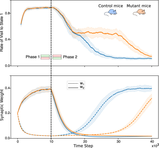 The model reproduces learning deficit in mutant mice.The figure shows the results of the simulated place-avoidance experiment (described in Fig. 3) for control mice and mutant mice. The top graph shows the rate of visit to the state S1, computed as the relative number of visits to state S1 in the last 1000 time steps. The bottom graph shows the evolution of the synaptic weights. All the curves are averages over 50 simulated mice. During the first phase of the simulation (left of the black line) the states S1 and S2 are associated with a positive and negative reinforcement signal, respectively. Coherently, the frequency of visits of the agent-mouse to state S1 increases to about 9 times out of 10. Both weights converge to a finite value, one of them close to zero, the other close to 0.4. There is no difference in learning between control mice and mutant mice. During the second phase (right of the black line), the reinforcement signals are switched. Both groups of mice learn to avoid the state S1, with a visit frequency of about 1 time out of 10. However, mutant mice show a significant delay during this phase of reverse learning. During this phase, the weights switch their values. The switching is faster in control mice (top) than in mutant mice (bottom). More precisely, the higher weight decays with the same speed in both groups, reflecting the initial drop in the visiting frequency (top figure, second phase). However, the low weight increases earlier and faster in control mice than in mutant mice.