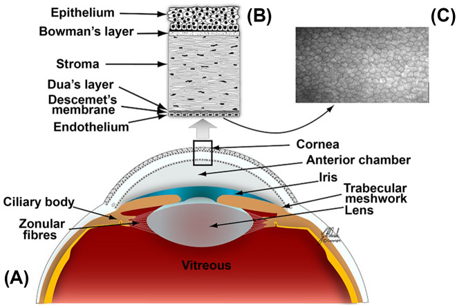 Overview of anterior ocular anatomy and corneal histology.Anterior ocular anatomy (A), with histologic cross-section of the cornea (B) and confocal microscopy of the corneal endothelium (C). Figure used with permission from [4].