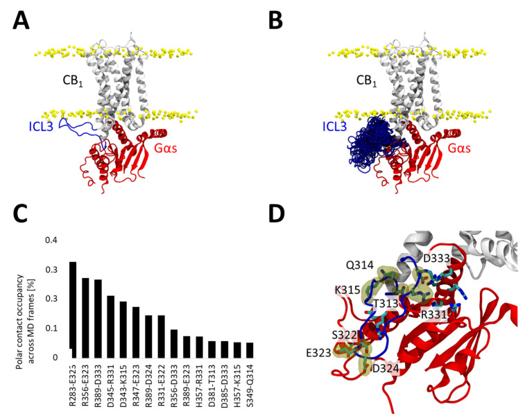 Contribution of ICL3 to the CB1–Gαs interaction. (A) Initial CB1-Gαs used for MD simulations. ICL3 (residues 312 to 336) are colored in blue and Gαs in red. (B) Conformational ensemble explored by ICL3 during MD simulations, we depict the ICL3 conformation once every 100 ns (60 snapshots in total, 10 snapshots per replicate). (C) Polar interactions formed between ICL3 residues and the Gαs subunit. ICL3 residues are listed at the bottom of each label. We depict only interactions occurring during at least 0.05 of the trajectories. (D) Structural location of residues forming polar interactions in the ICL3 and the Gαs subunit. ICL3 residues are labelled and highlighted with a yellow surface.