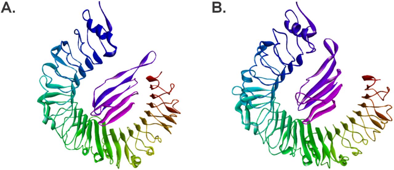 Representation of our TLR4-vaccine complex after our MD simulation, depicting the conformational changes each protein underwent through the 500 ns of our simulations. (A) TLR4-vaccine complex in its initial conformation. (B) Lowest binding free energy conformation at frame 4791.