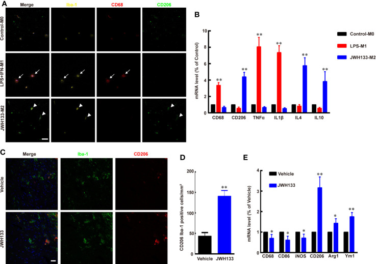 JWH133 promotes microglia/macrophage M2 polarization in vitro and in vivo. (A) Representative primary microglial immunofluorescence staining for Iba-1, CD68, and CD206 in Control, LPS + IFN, and JWH133 treatment groups (white arrows indicate typical M1 microglia, and white arrowheads indicate typical M2 microglia), Scale bar: 50 μm. (B) Primary microglial mRNA level (% of Control level) of CD68, CD206, TNFα, IL1β, IL4, and IL10 in the control, LPS + IFN, and JWH133 treatment groups. Data presented as mean ± S.E.M, n = 5; **P < 0.01 indicates significant differences vs. Control. One-way ANOVA was performed followed by Tukey’s post hoc test. (C) Representative immunofluorescence staining for Iba-1 and CD206 of microglia/macrophage around the glioma in Vehicle and JWH133-treated groups in vivo. Scale bar: 20 μm. (D) Quantitative data of CD206 and Iba-1 double positive cells per mm2 around glioma in Vehicle and JWH133- treated groups in vivo. Data are shown as mean ± S.E.M, n = 5; **P < 0.01 indicates significant differences vs. Vehicle (Student’s t-tests). (E) mRNA level (% of Vehicle level) of CD68, CD86, iNOS, CD206, Arg1, and Ym1 in Vehicle and JWH133-treated groups in vivo. Data are presented as mean ± S.E.M, n = 5; *P < 0.05 and **P < 0.01 indicate significant differences vs. Vehicle (Student’s t-tests).