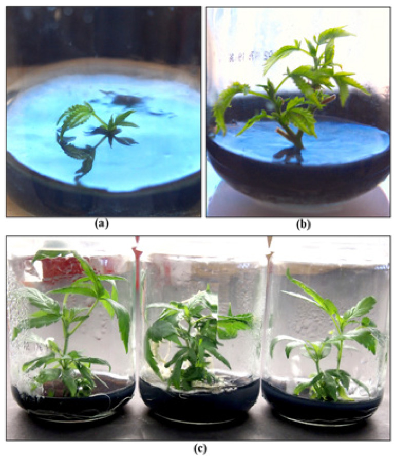 Tissue culture-derived plants of cannabis can be obtained from meristem tips (a) and nodal explants (b), resulting in growth of a number of genotypes (c). The feasibility of generating large-scale production of pathogen-free planting materials awaits further research and development.