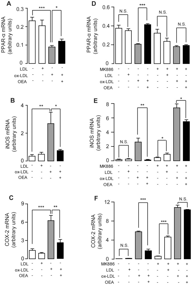 Inhibition of ox-LDL-induced inflammation by OEA was mediated by PPAR-α signaling.The effect of vehicle (0.1% DMSO), LDL (50 μg/ml), ox-LDL (50 μg/ml), OEA (50 μM) or MK886 (10 μM) on mRNA expression levels of PPAR-α (A, D), iNOS (B, E) and COX-2 (C, F) in mouse primary macrophages (A–C) or mouse macrophage RAW246.7 cells (D–F). N.S., not significant; * p<0.05, ** p<0.01, *** p<0.001, one-way ANOVA, n = 4–8.