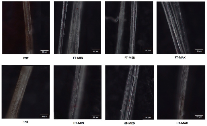 Optical micrographs of samples tested for roughness under atomic force microscopy (AFM).