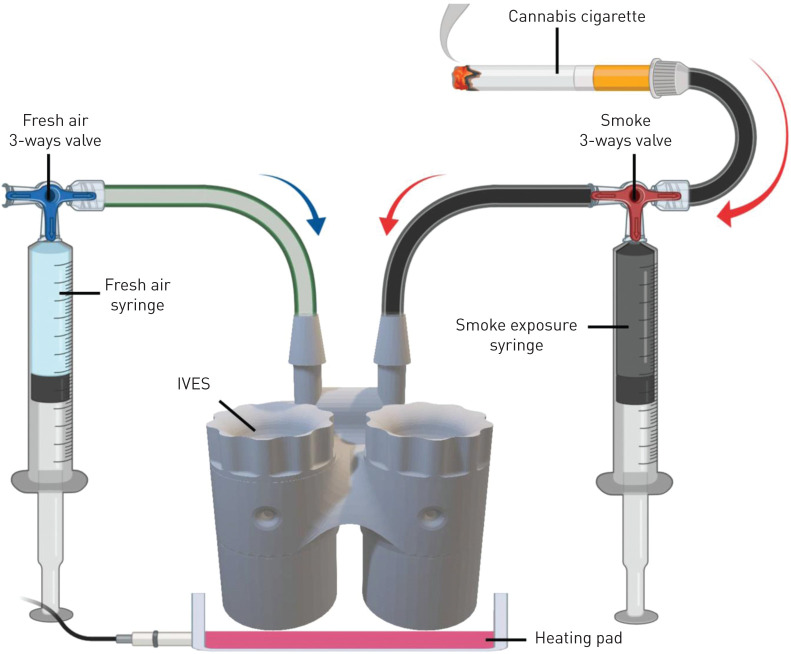 A schematic depicting the in vitro exposure system (IVES) connected to air and smoke sources. A three-way valve connects the cannabis cigarette to IVES through a 50-mL syringe. Another three-way valve connects room air to IVES. Smoke is drawn through the smoke exposure syringe and expelled with predetermined rate and volume into IVES. Room air is introduced with the fresh air syringe in a similar fashion. A heating pad positioned below IVES maintains the experimental system at 37°C (figure generated with BioRender).