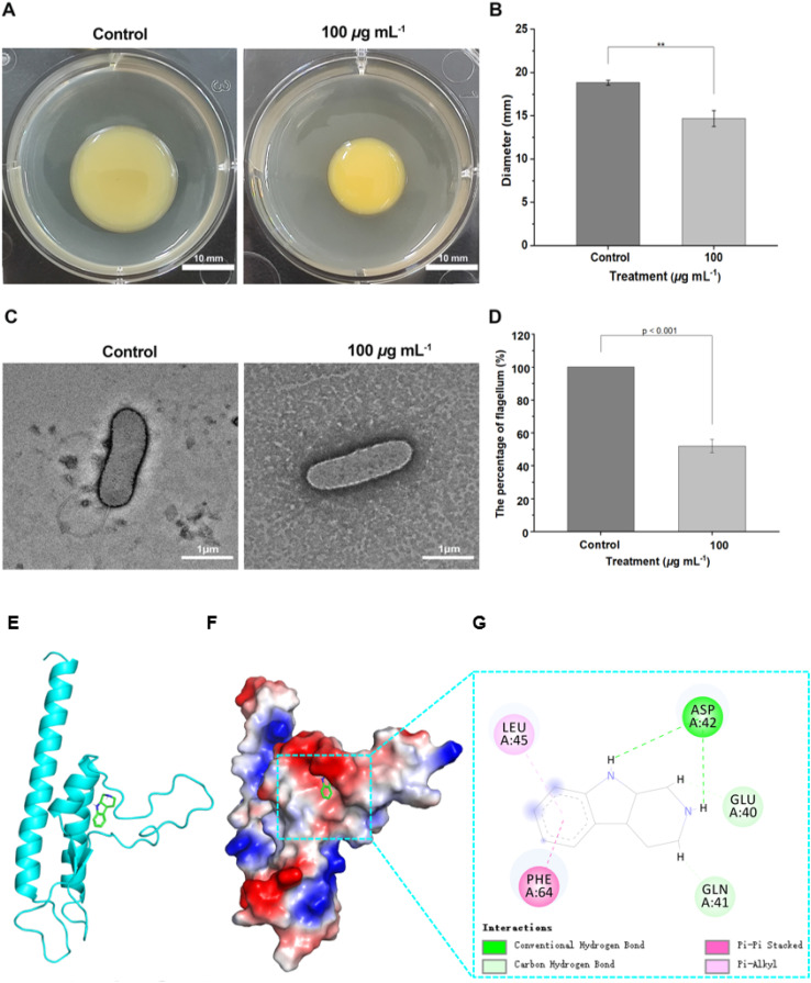 The effect of THC on bacterial motility. (A) Motility plate analysis of Xoo, treated with DMSO (control), and THC (100 µg mL−1). (B) The inhibition ratio of Xoo-motility treated with DMSO and THC. (**) p < 0.01. Scale bars are 10 mm. (C) TEM monitoring the morphological changes of Xoo-flagellum after treatment with THC (DMSO, serve as control), and 100 µg mL−1. (D) The percentage of Xoo-flagellum. Scale bars = 1 µm. The binding mode of FlgB with THC. (E) The 3D structure of complex. (F) The electrostatic surface of FlgB protein. (G) The detail binding mode of complex. Every treatment was performed for three times.