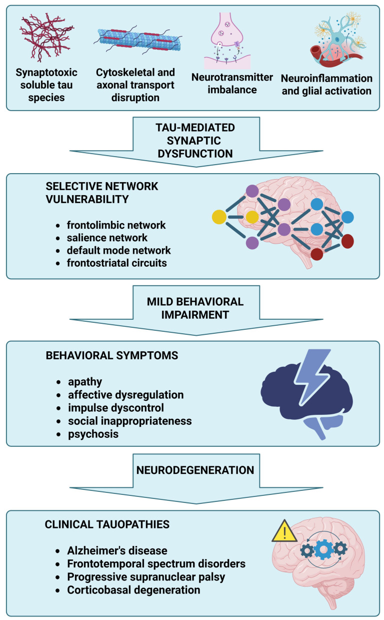 From mild cognitive impairment to tauopathies: a mechanistic framework. Pathological tau processes, including synaptotoxic soluble tau species, disrupted cytoskeletal and axonal transport, neurotransmitter imbalance, and neuroinflammation, all lead to early synaptic dysfunction. These changes target large-scale brain networks involved in behavioral control, such as the frontolimbic, salience, default mode, and frontostriatal circuits. Dysfunction in these systems might present clinically as mild behavioral impairment, characterized by persistent late-life behavioral alterations such as apathy, affective dysregulation, impulse dyscontrol, social inappropriateness, and psychosis. These symptoms may represent early signs of neurodegeneration, preceding the onset of overt clinical tauopathies such as Alzheimer’s disease, frontotemporal spectrum diseases, progressive supranuclear palsy, and corticobasal degeneration. Created with BioRender.com. Villa, C. (2026) https://BioRender.com/468n092, accessed on 30 March 2026.