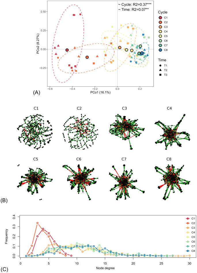 Panel A presents a PCoA scatter plot with colored points and ellipses representing different cycles and time points, demonstrating separation by cycle and minor differences by time; Panel B shows eight network diagrams for C1 to C8 with nodes and edges in green and red, visualizing connectivity patterns; Panel C displays a line graph plotting node degree frequency distributions for cycles C1 to C8, with each cycle color-coded to match earlier panels.