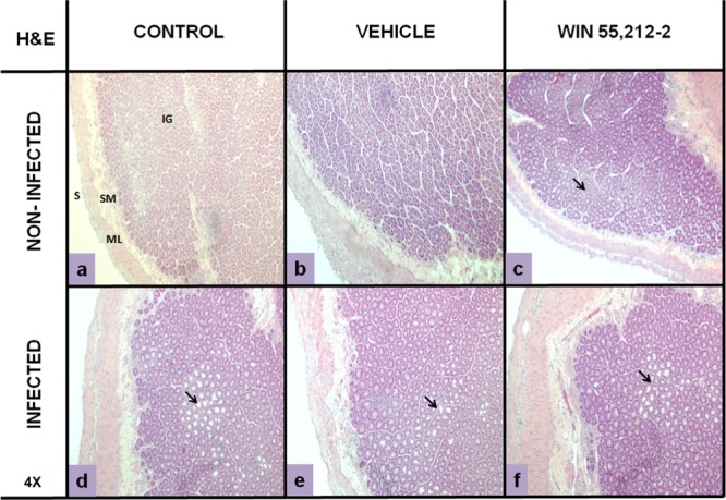 Morphology of duodenum. Hematoxylin and eosin staining (H&E; 4×) in non-infected (a,b,c) and infected (d,e,f) animals. IG: intestinal glands; ML: mucosal layer; S: serosa; SL: submucosal layer. Black arrows show damage at intestinal-gland level.