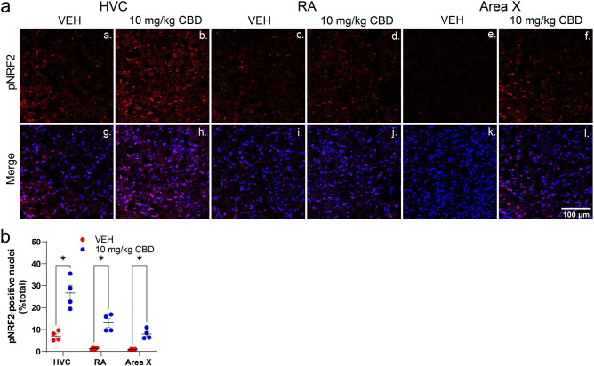 CBD increases nuclear localization of the antioxidant response-regulating transcription factor pNRF2. (A), Images within song regions were taken from tissue collected 24 h after unilateral HVC lesions. Top row (a-f) is pNRF2 staining. Bottom row (g-l) is pNRF2 staining in red merged with that of Hoechst nuclear staining in blue. (B), pNRF2 nuclear staining in song regions of interest expressed as a percentage of total nuclear staining. Results indicate CBD treatment significantly increased nuclear pNRF2 within HVC, RA and Area X consistent with antioxidant responses. Image J software was used to analyze z-stack images projected at maximum intensity and threshold was applied consistently across all images. Group differences were determined using mixed-models ANOVA followed by Sidak-corrected post-hoc comparisons for n = 4 per group.