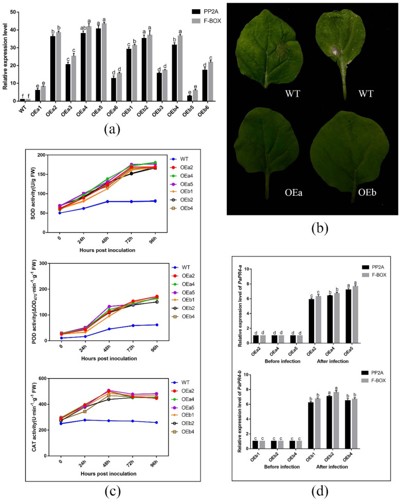 (a) RT-qPCR detection of PaPR4-a and PaPR4-b expression in twelve transgenic lines; (b) Phenotype of wild-type and transgenic tobacco plants inoculated with Lo. piceae at a week post-inoculation; (c) ROS scavenging enzymes activities after inoculation; (d) Relative expression levels of PaPR4-a and PaPR4-b after inoculation. WT: wild type; FW: fresh weight. The relative expression levels represent the normalized mean ± standard deviation (SD) (n = 3 biological replicates). The different letters indicate significant differences between samples determined by the Waller-Duncan test (p < 0.05).