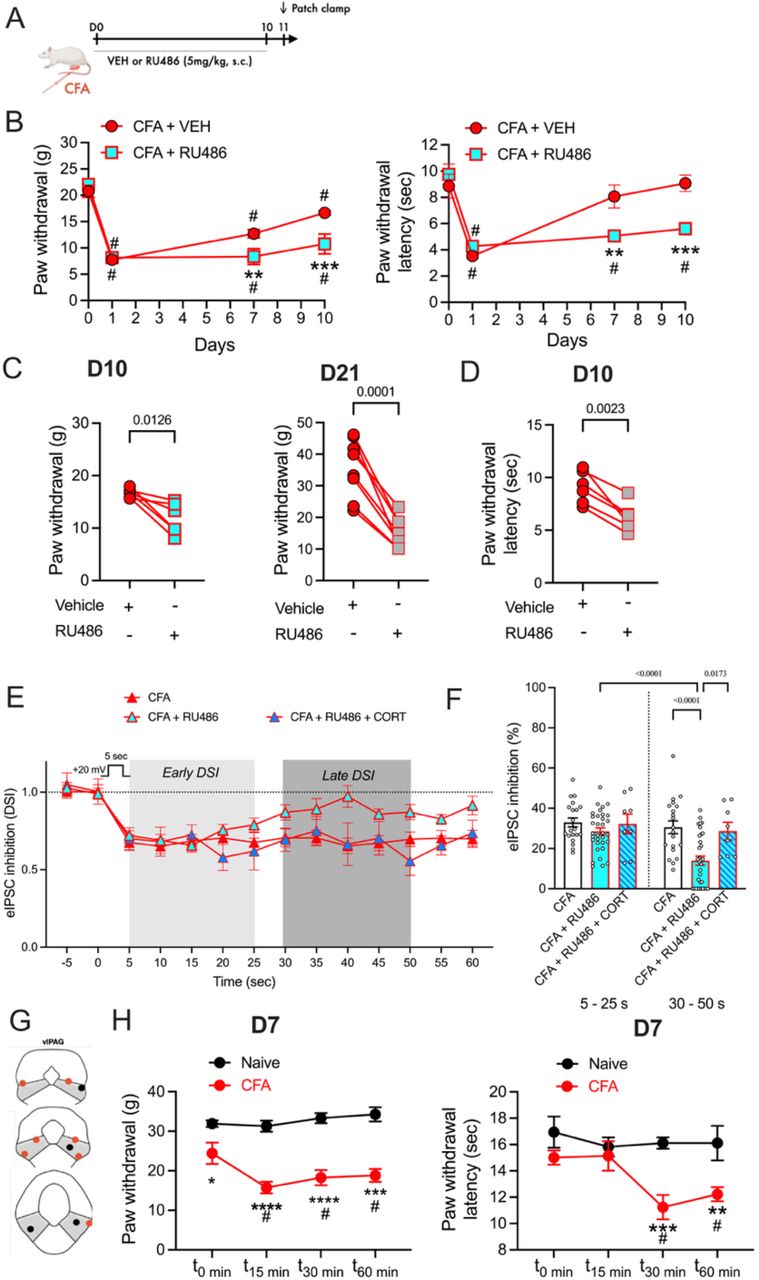 GRs contribute to resolution of hyperalgesia.A. Schematic showing daily injections (SC) of vehicle (VEH) or rimonabant (RIM: 3mg/kg) for 10 days after CFA injections into a hind-paw at D0. B. Daily injections of RU486 (5 mg/kg) in CFA-treated rats reduced recovery from hyperalgesia at D7 and D10 (Two-way RM ANOVA, Mechanical, Time X Treatment, F3,30 = 5.505, p = 0.0039, Tukey’s multiple comparisons, CFA compared to VEH, **p = 0.0074, ***p = 0.0004, # Compared to D0 for VEH and CFA; Thermal, Time X Treatment, F3,30 = 7.781, p = 0.0005, Tukey’s multiple comparisons, CFA compared to VEH, **p = 0.0018, ***p = 0.0004, # compared to D0 for VEH and CFA). C. Rats that received CFA/VEH were given a single injection of RU486 on D10, then tested for mechanical thresholds (paired t-test, t5 = 3.801, p = 0.013). A different group of animals were treated with CFA for 21 days and tested with RU486 (Paired t-test, t7 = 7.764, p = 0.0001). D. Thermal thresholds were also tested on D10, paired t-test, t5 = 5.696, p = 0.0023). E. In the rats treated with CFA and RU486, patch-clamp experiments on D11 were done to test for DSI. The late phase of DSI was reduced in the rats that received daily injections of RU486 and DSI was similar to that observed in slices from naïve rats. Superfusion of exogenous CORT (1 µM) prolonged DSI similar to effects in naïve rats. F. Summary of the early and late phase DSI (Two way RM ANOVA, Time X Treatment, F2,58 = 7.903, p = 0.001, Tukey’s multiple comparisons on graph). G,H. Microinjections of RU486 (3 µg/0.4 µL) into the vlPAG also reduce pain thresholds on D7 in CFA-treated rats (Two-way RM ANOVA, Mechanical, Time X Treatment, F3,30 = 3.274, p = 0.035, Tukey’s multiple comparisons, CFA compared to VEH, *p = 0.013, ****p <0.0001; # compared to D0 for CFA, p < 0.05. Thermal, Main Effect of Treatment, F1,9 = 10.11, p = 0.011, Tukey’s multiple comparisons, CFA compared to VEH, **p = 0.0056, ***p = 0.0007, # compared to D0 for CFA).