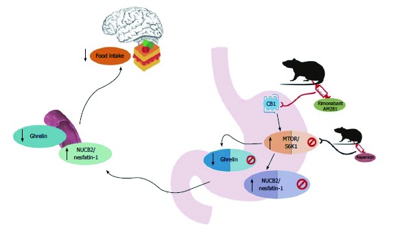Graphical abstract describing the pathways of ghrelin and nucb2/nefastatin-1 and association with cannabinoid system and mTOR pathway regulating food intake.