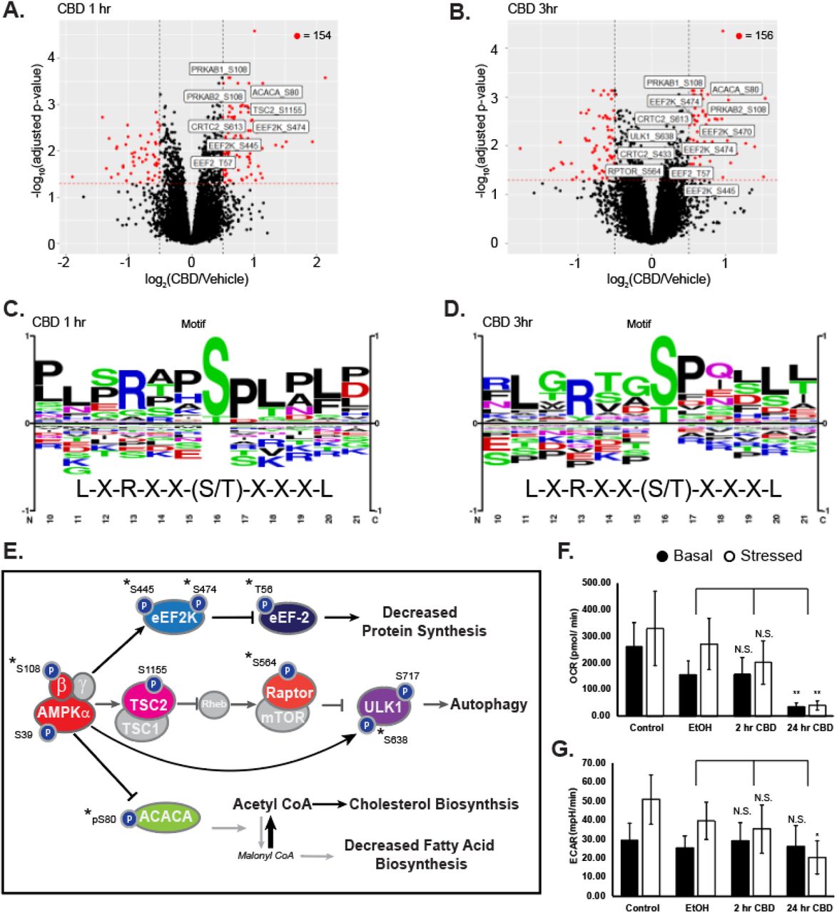 CBD increases phosphorylation of AMPK signaling proteins at early time points.(A-B) Volcano plots of quantified phosphorylation sites at 1 and 3 hours post treatment with 20 µM CBD, showing significance of differential change on y-axis and log2(CBD/DMSO) ratio on x-axis. Red: adjusted p < 0.05, |log2(CBD/DMSO) | > 0.5. Sites on AMPK proteins involved in AMPK signaling with adjusted p-value < 0.05 are annotated in white boxes. (C-D) Phospho-motif enrichment from phosphorylation sites identified as significantly changing in CBD treated cells vs vehicle control at 1- and 3-hours post CBD treatment. The AMPK averaged motif is displayed beneath the sequence logo (Schaffer et al., 2015) (E) Overlay of significantly changing phosphorylated sites onto an AMPK signaling diagram. Asterisks signify phosphorylation sites with a known upstream kinase (F-G) Seahorse extracellular flux measurement of oxygen consumption rate (OCR) and extracellular acidification rate (ECAR), * p < 0.05; ** p < 0.01. Stressed condition: Oligomycin treatment (1 µM)/ FCCP treatment (1 µM).