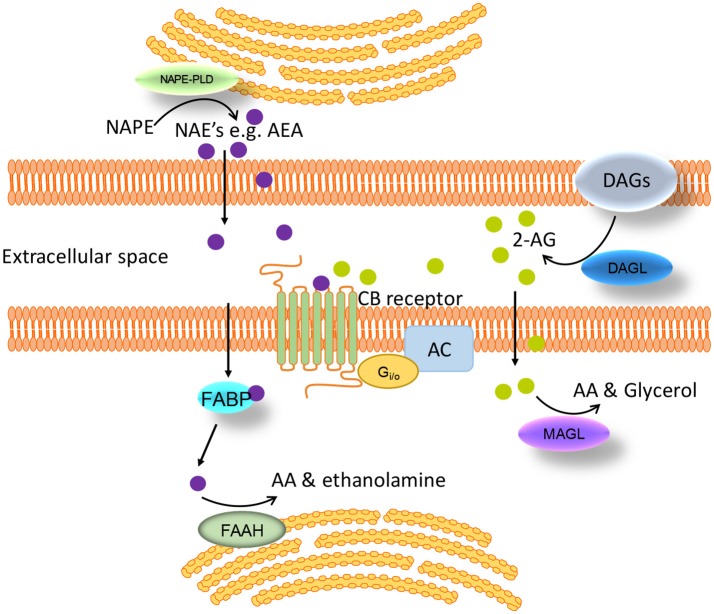 Schematic of the synthesis, degradation and action of endocannabinoids at cannabinoid receptors. Endogenous lipid messengers, such as AEA and 2-AG, act on cannabinoid receptors. AEA and 2-AG are synthesized on demand and degraded by cellular uptake and enzymatic hydrolysis by FAAH and MAGL respectively. FABP carries AEA from the cell membrane to the endoplasmic reticulum where it is finally converted to AA by FAAH. AA, arachidonic acid; AC, adenylate cyclase; AEA, anandamide; 2-AG, 2-arachidonoylglycerol; CB, cannabinoid; DAGs, diacylglycerols; DAGL, diacylglycerol lipase; FAAH, fatty acid amide hydrolase; FABP, fatty acid-binding protein; MAGL, monoacylglycerol lipase; NAE, N-acylethanolamines; NAPE, N-acylphosphatidylethanolamine; NAPE-PLD, NAPE-specific phospholipase D.