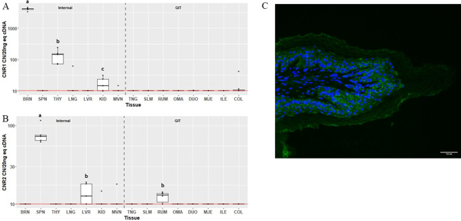Gene expression of cannabinoid receptors CNR1 (A), CNR2 (B) in internal organ and gastrointestinal tissues (GIT), and localization of CB2 (green) in ruminal papillae, counterstained with DAPI (C). Data are presented as median transcript copy number (CN) per 20 ng of equivalent cDNA. Abbreviations BRN = brain, SPN = spleen, THY = thyroid, LNG = lung, LVR = liver, KID = kidney, MVN = mesenteric vein, TNG = tongue, SLM = sublingual mucosa, RUM = rumen, OMA = omasum, DUO = duodenum, MJE = mid-jejunum, ILE = ileum, COL = colon. Unique letters between tissues indicate significance (P < 0.05)