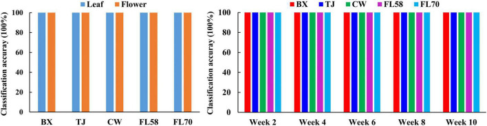 Classification accuracies in differentiating plant growth stages (left) for each hemp cultivar (i.e., BX, TJ, CW, FL58, and FL70) and plant organs (right) at each growth stage. 100% accuracy is obtained in all the modeling scenarios with zero standard deviation for 30 replications.