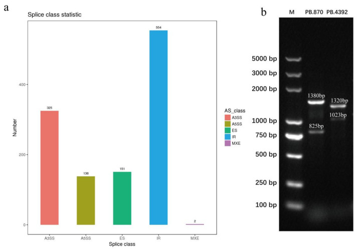 The distribution and validation of AS events. (a) The distribution of AS events number; and (b) gel electrophoresis validation of AS events PB.870 and PB.4392.